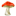 amazingshrooms.co